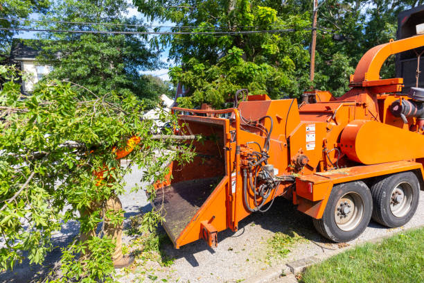 Best Tree Disease Treatment  in Manchester, WA